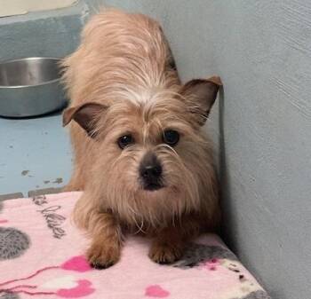Terrier Dogs Available for Adoption in Ogdensburg, New York - Odie | PetCurious