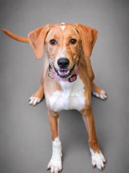 Bailey -  Golden Retriever and Dalmatian Dog for Adoption in Bowling Green, Kentucky - Bailey | PetCurious