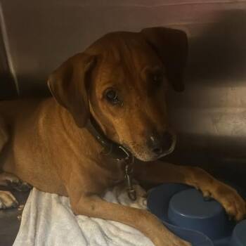 Pepperoni -  Mixed Breed Dog for Adoption in Gadsden, Alabama - Pepperoni | PetCurious