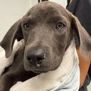Brand -  Labrador Retriever and Mixed Breed Dog for Adoption in Abilene, Texas - Brand | PetCurious