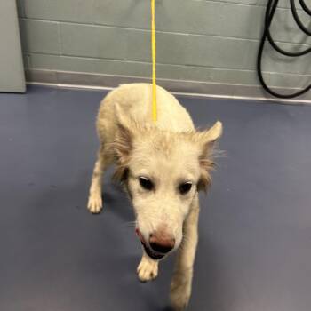 SMACKS -  German Shepherd Dog Dog Available for Adoption in Greensboro, North Carolina - SMACKS | PetCurious