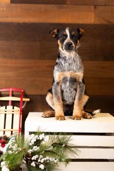 Rescue Australian Shepherd and Australian Cattle Dog Blue Heeler Dogs for Adoption in Brighton, Colorado - #995-25 (Ike) | PetCurious