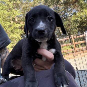 Puppy 5 -  Chihuahua Dog for Adoption in Sanford, North Carolina - Puppy 5 | PetCurious