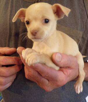 CHERISH -  Chihuahua Dog for Adoption in Corona, California - CHERISH | PetCurious
