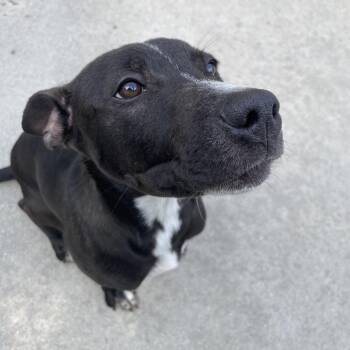 Lenard -  Mixed Breed Dog for Adoption in South Haven, Michigan - Lenard | PetCurious