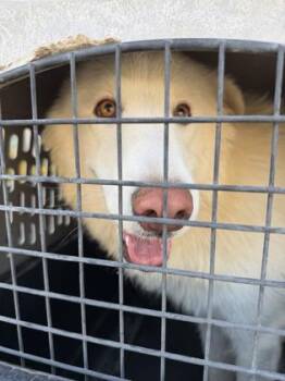 Raina -  Great Pyrenees and Shepherd Dog for Adoption in Fresno, California - Raina | PetCurious