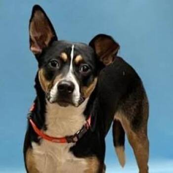 Shepherd and Labrador Retriever Dogs Available for Adoption - Rocky Rick D10569 | PetCurious