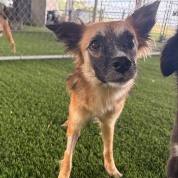 Kiki -  Mixed Breed Dog for Adoption in New York, New York - Kiki | PetCurious