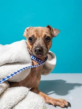 LUKE -  Mixed Breed Dog for Adoption in Jacksonville, Florida - LUKE | PetCurious