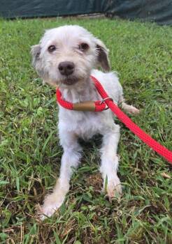 Rescue Havanese Dogs for Adoption in Malvern, Pennsylvania - Wiggles | PetCurious