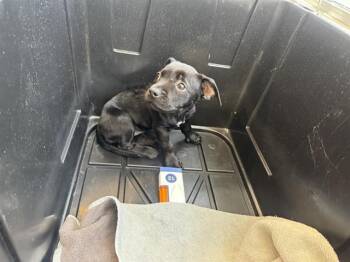 TANAKA -  Terrier Dog for Adoption in San Antonio, Texas - TANAKA | PetCurious