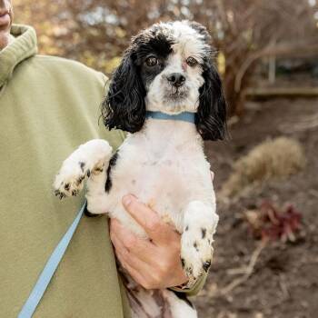Miniature Poodle and Shih Tzu Dogs Available for Adoption in Chester Springs, Pennsylvania - Addie | PetCurious