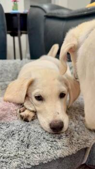 Ace -  Labrador Retriever Dog for Adoption in Shawnee, Oklahoma - Ace | PetCurious