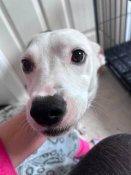 Opal -  Pit Bull Terrier and Labrador Retriever Dog for Adoption in Gilberts, Illinois - Opal | PetCurious