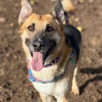 German Shepherd Dog Dogs Available for Adoption in Durango, Colorado - Meeko | PetCurious