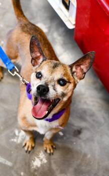 Weasel -  Chihuahua and Terrier Dog for Adoption in Yakima, Washington - Weasel | PetCurious