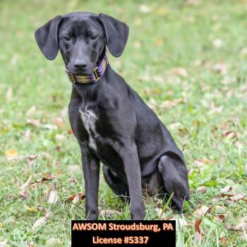 Adaline -  Black Labrador Retriever Dog for Adoption in Stroudsburg, Pennsylvania - Adaline | PetCurious