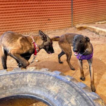 Belgian Shepherd Malinois Dogs Available for Adoption in Austin, Texas - Yang | PetCurious