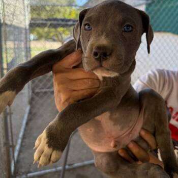 Rescue American Staffordshire Terrier Dogs for Adoption in Los Angeles, California - Bubba | PetCurious