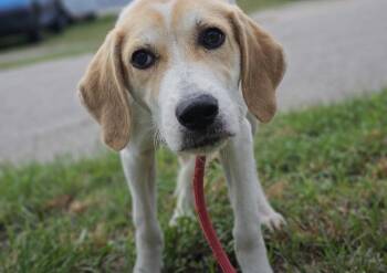 Ava- Sweet tripod girl looking for loving home -  Mixed Breed Dog for Adoption in Conway, South Carolina - Ava- Sweet Tripod Girl Looking For Loving Home | PetCurious