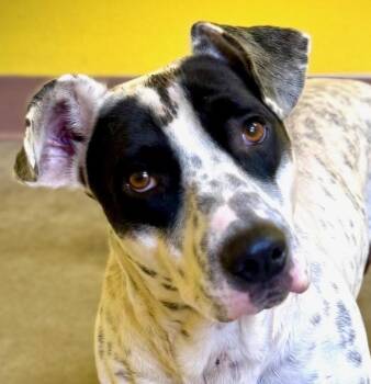 Rescue Dachshund and English Pointer Dogs for Adoption in Boerne, Texas - T-Bone | PetCurious