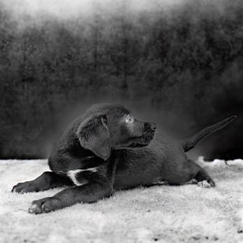 Black Labrador Retriever and Australian Cattle Dog Blue Heeler Dogs Available for Adoption in Livingston, Texas - Ulrik | PetCurious