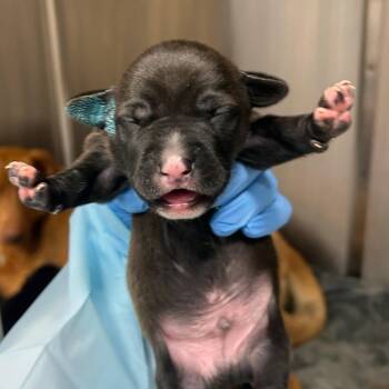 Mixed Breed Dogs Available for Adoption in Bentonville, Arkansas - Simon | PetCurious