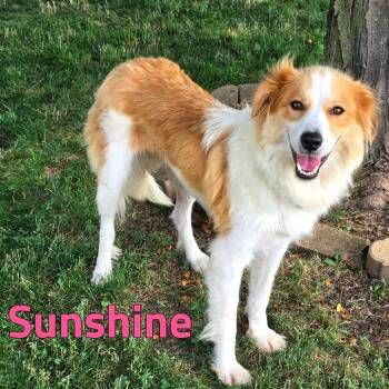 Sunshine -  Mixed Breed Dog for Adoption in Joliet, Illinois - Sunshine | PetCurious