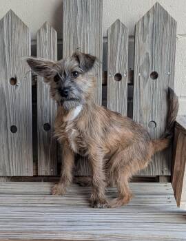 Rescue Terrier Dogs for Adoption in Parsons, Kansas - Hazel | PetCurious
