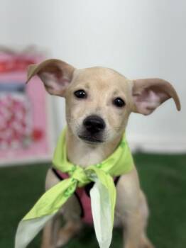 Poppin-One of our Amazing Rescue Dogs -  Dachshund and Chihuahua Dog for Adoption in Carlsbad, California - Poppin-One Of Our Amazing Rescue Dogs | PetCurious