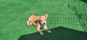 Dorothy -  Chihuahua and Terrier Dog for Adoption in Irwin, Pennsylvania - Dorothy | PetCurious