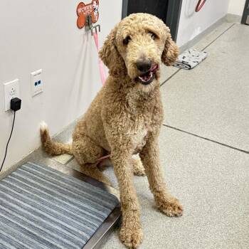Hoover -  Mixed Breed Dog for Adoption in Franklin, Tennessee - Hoover | PetCurious