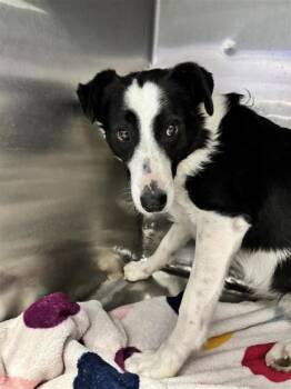 Rescue Mixed Breed Dogs for Adoption in El Paso, Texas - 59815271 | PetCurious