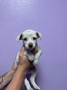 Mixed Breed Dogs Available for Adoption - Kane | PetCurious