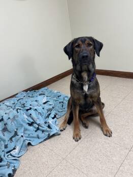 Rosie -  Shepherd Dog for Adoption in Douglas, Massachusetts - Rosie | PetCurious