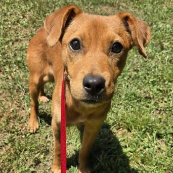 Pumpkin -  Terrier and Mixed Breed Dog for Adoption in Fayetteville, Georgia - Pumpkin | PetCurious