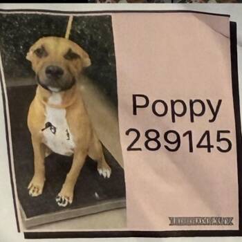 Sugar Bunny -  Mixed Breed Dog for Adoption in Savannah, Georgia - Sugar Bunny | PetCurious