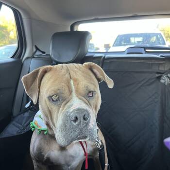 Rescue American Bully and American Bulldog Dogs for Adoption in Poway, California - Pudding | PetCurious