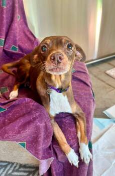 Mocha -  Miniature Pinscher and Chihuahua Dog for Adoption in Scottsdale, Arizona - Mocha | PetCurious