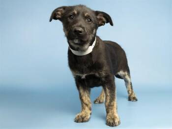 Dutch Shepherd and Parson Russell Terrier Dogs Available for Adoption in Phoenix, Arizona - MAURICE | PetCurious