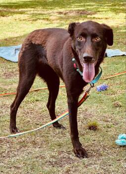 Rescue Labrador Retriever Dogs for Adoption in Houston, Texas - Stassi | PetCurious