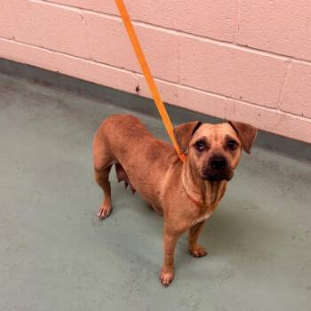 Pumpkin -  Mixed Breed Dog for Adoption in Memphis, Tennessee - Pumpkin | PetCurious