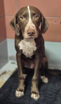 Rescue Staffordshire Bull Terrier and Mixed Breed Dogs for Adoption in Houston, Texas - MOE | PetCurious