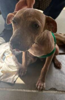 Bok Choy -  Mixed Breed Dog for Adoption in Honolulu, Hawaii - Bok Choy | PetCurious