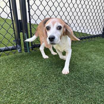 2421 aka Milan -  Beagle Dog for Adoption in Loxahatchee Groves, Florida - 2421 Aka Milan | PetCurious