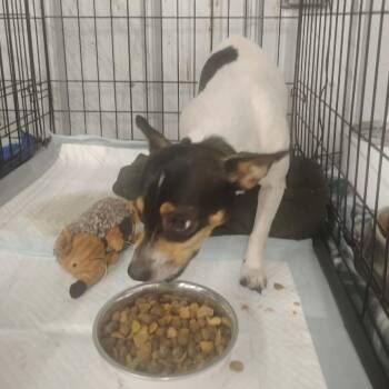 Tashia -  Chihuahua and Mixed Breed Dog for Adoption in Dover, Arkansas - Tashia | PetCurious