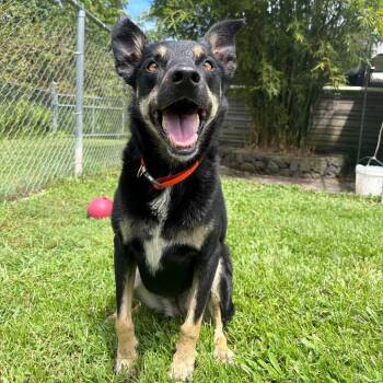 Charlie -  Australian Kelpie and Mixed Breed Dog for Adoption in Keaau, Hawaii - Charlie | PetCurious