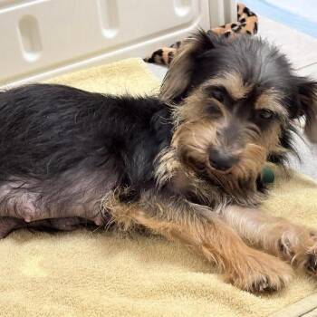 Azalea -  Terrier and Mixed Breed Dog for Adoption in North Myrtle Beach, South Carolina - Azalea | PetCurious