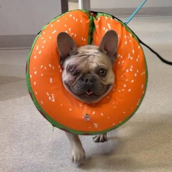 French Bulldog Dogs Available for Adoption in Murray, Utah - Haze | PetCurious