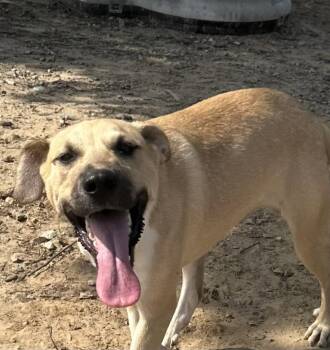 Dug -  Labrador Retriever Dog for Adoption in Corning, Arkansas - Dug | PetCurious